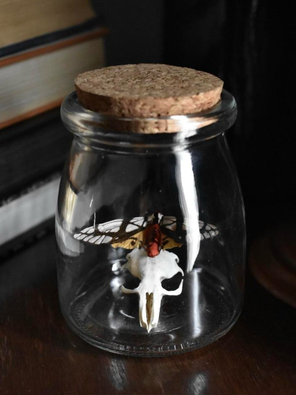 Moth specimen jar display